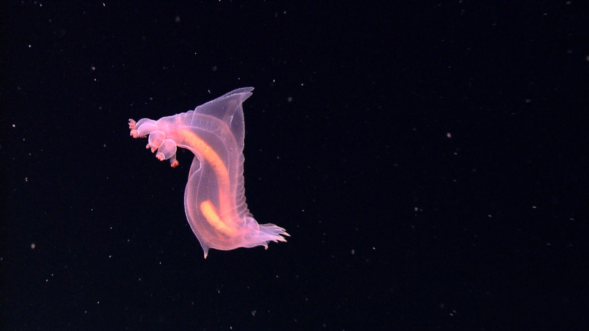 Weird sea animals found in the ocean