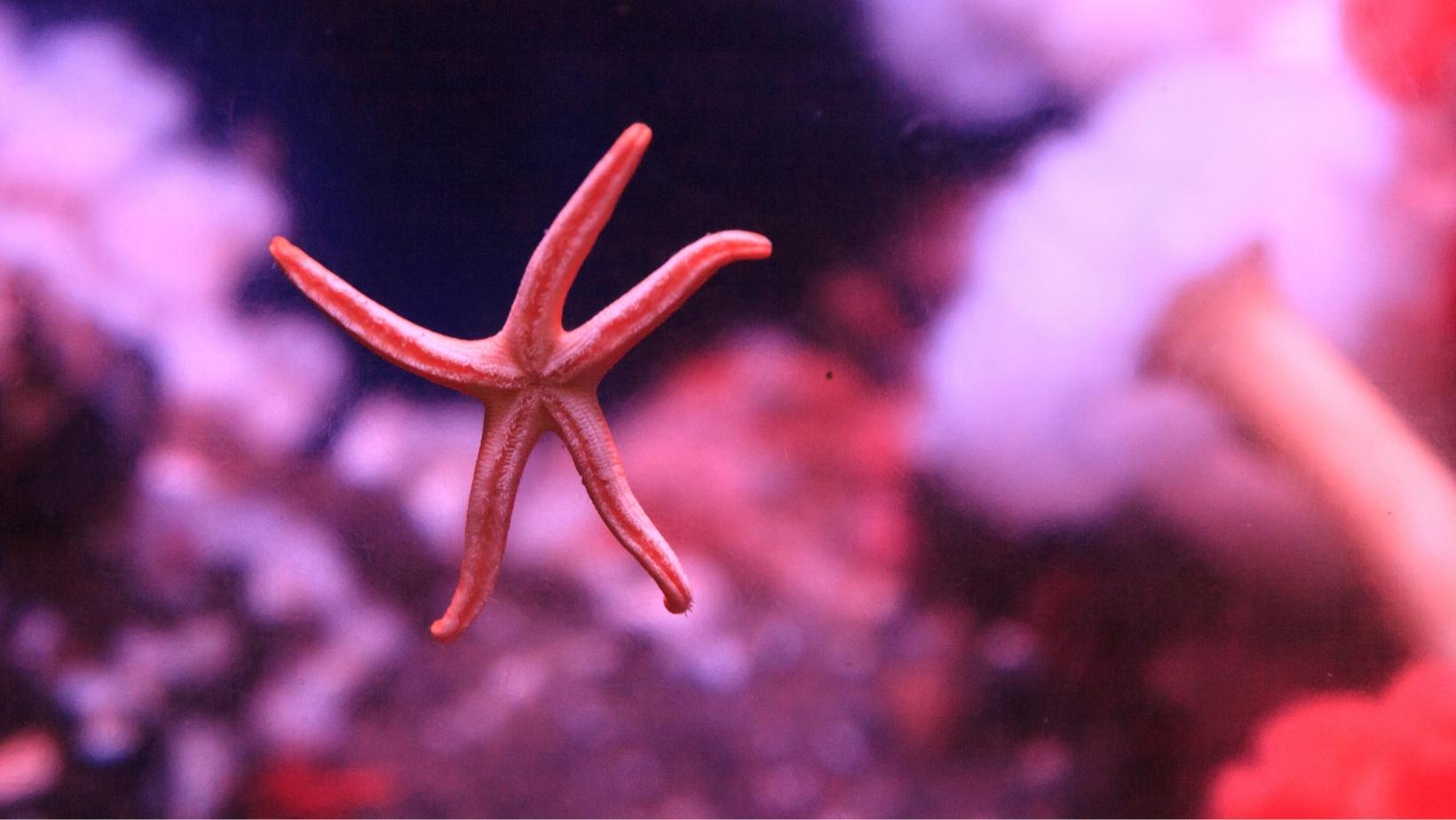 Endearing pink sea animals