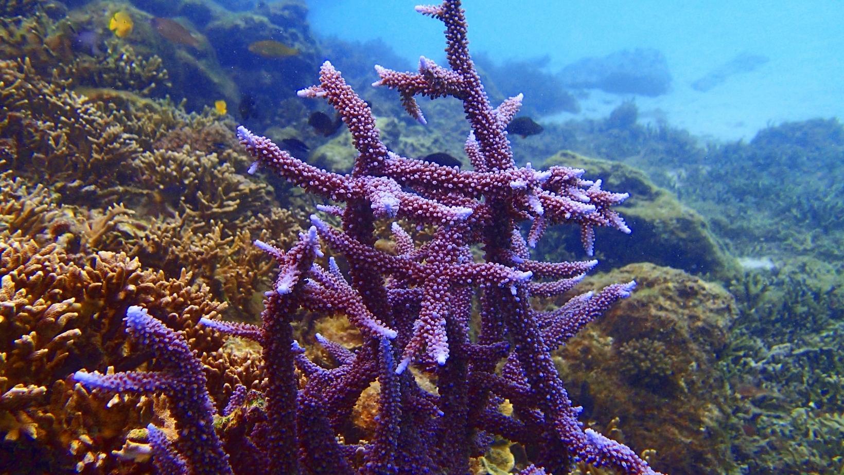 Gorgeous underwater plants you must see