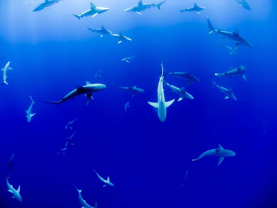 Different small sharks species