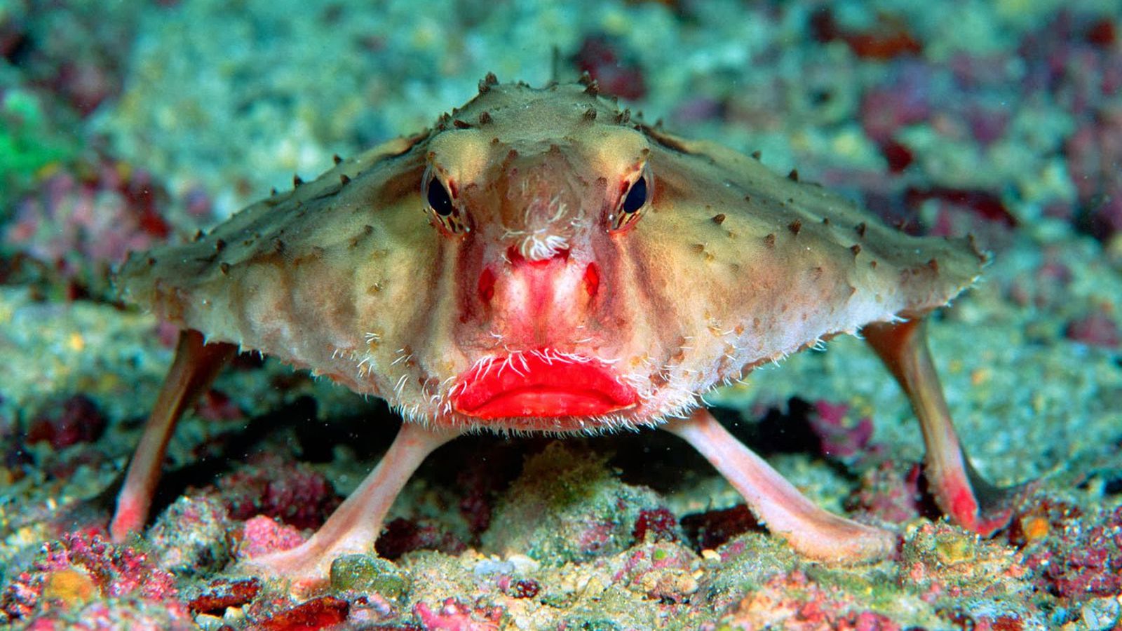 Cool sea animals you rarely see