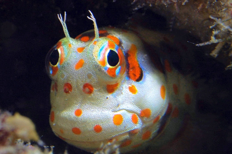 Interesting fishes found under the ocean