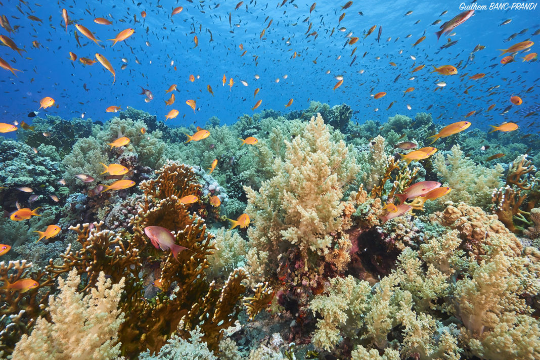 Most beautiful coral reefs