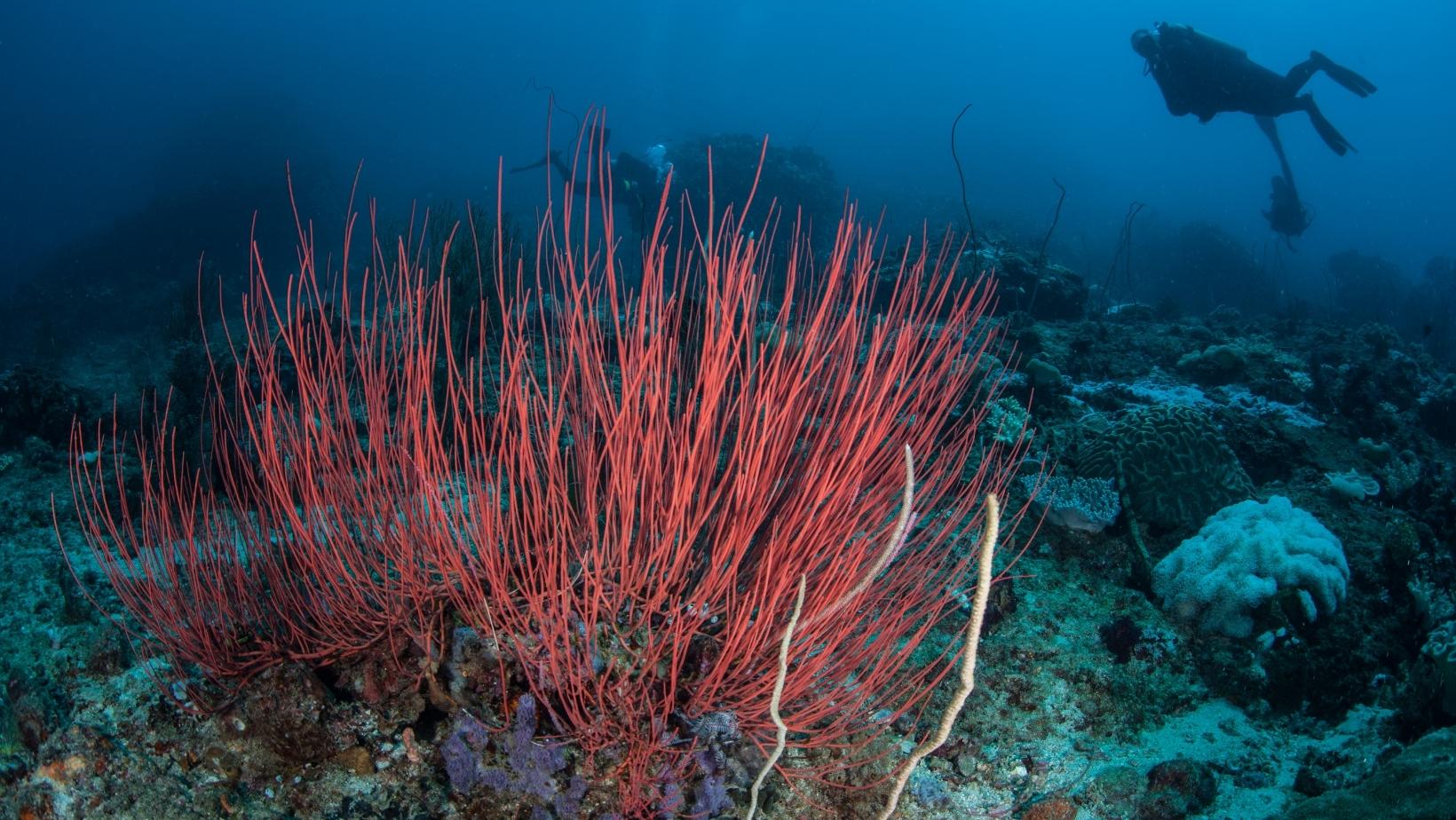 Unique plants underwater