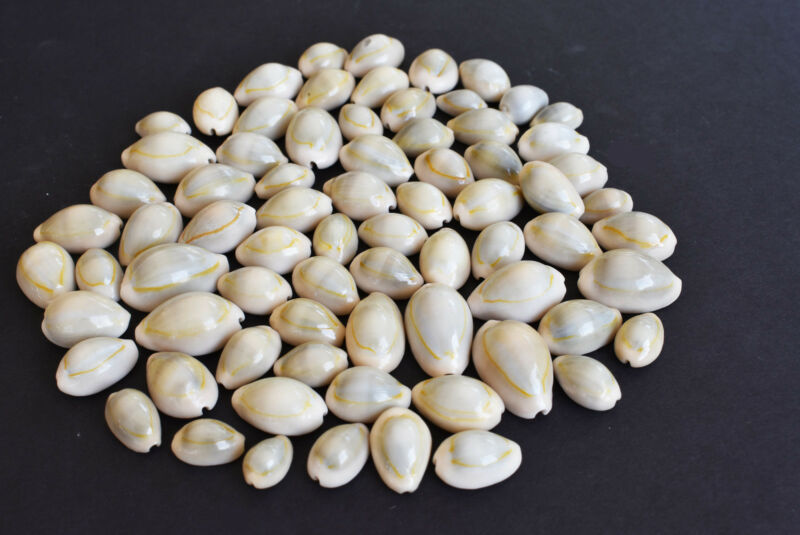 Cute types of cowrie shells