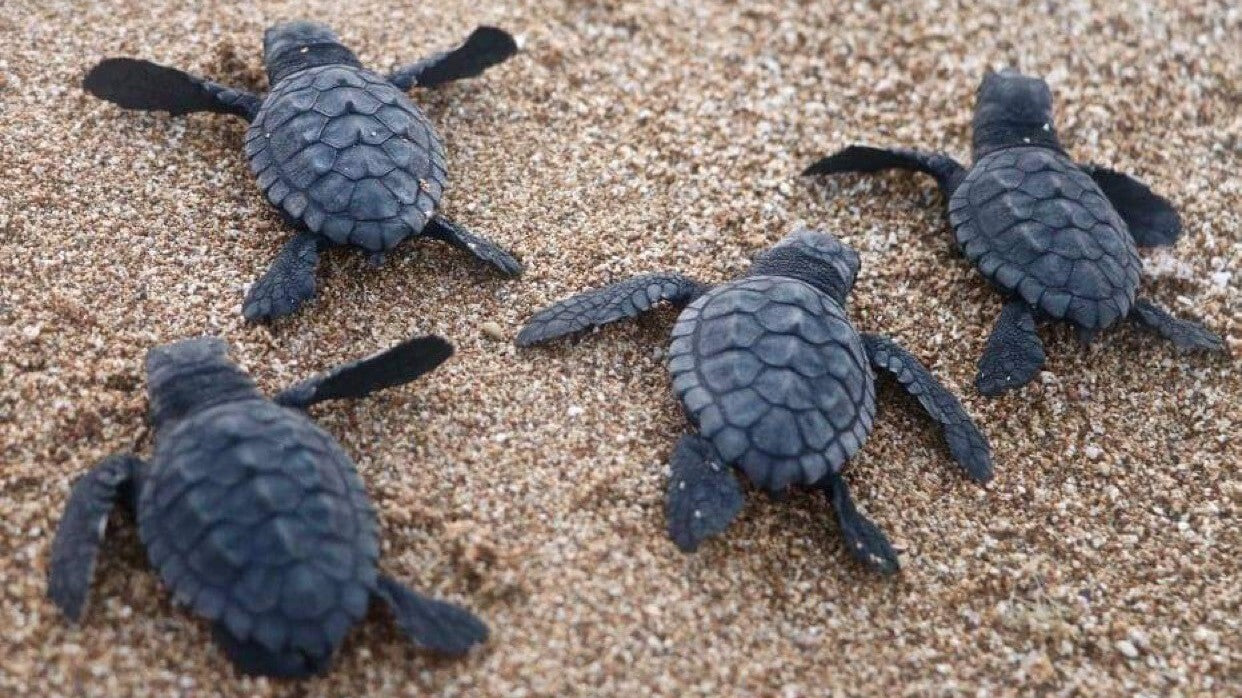 Sea turtles are endangered reasons