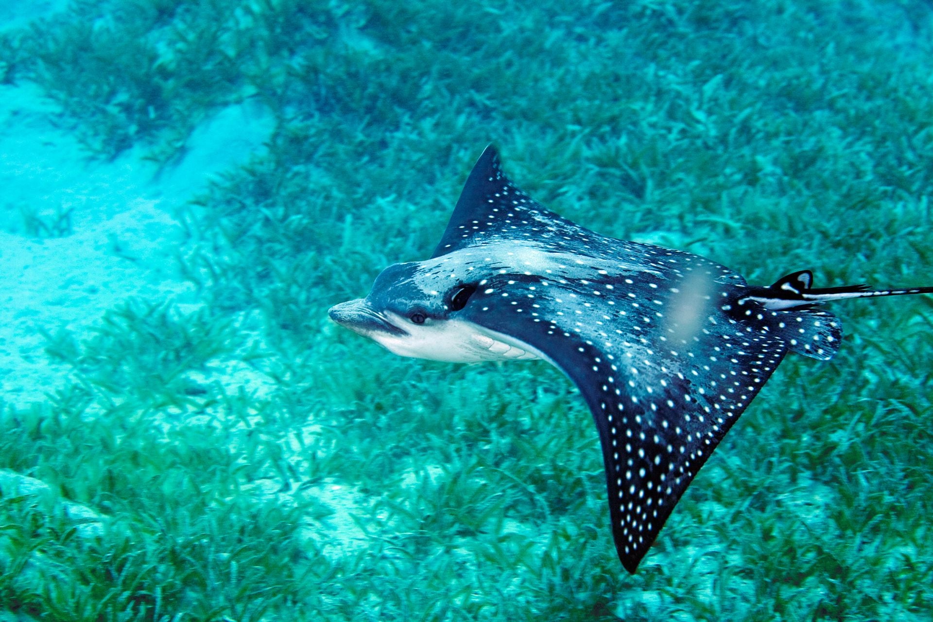 Amazing manta ray types