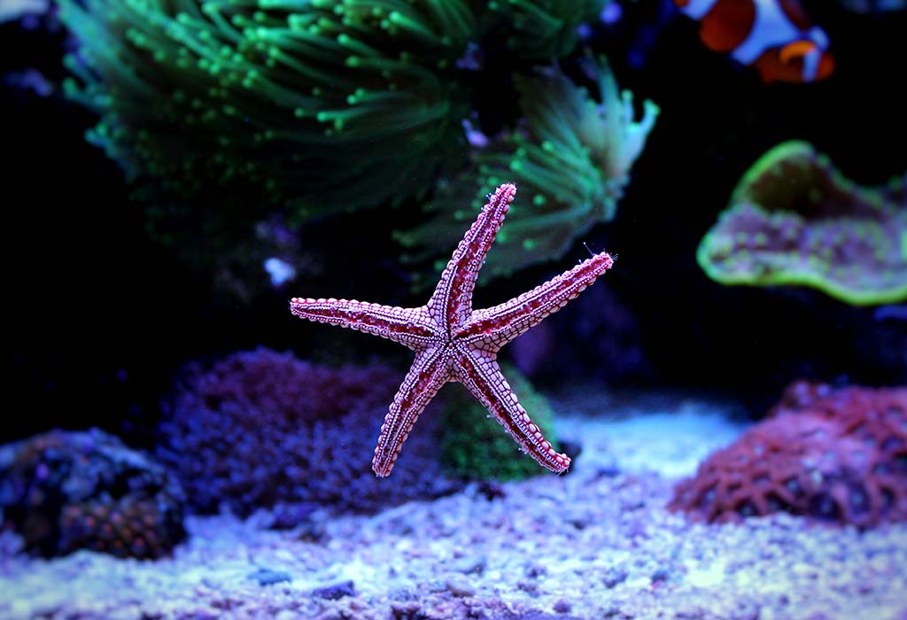 Amazing how long do starfish lives facts