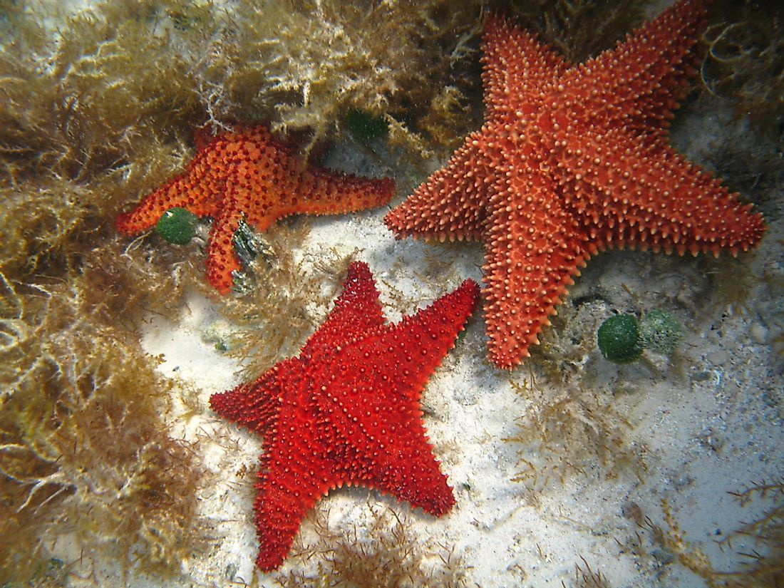 How long do starfish lives facts