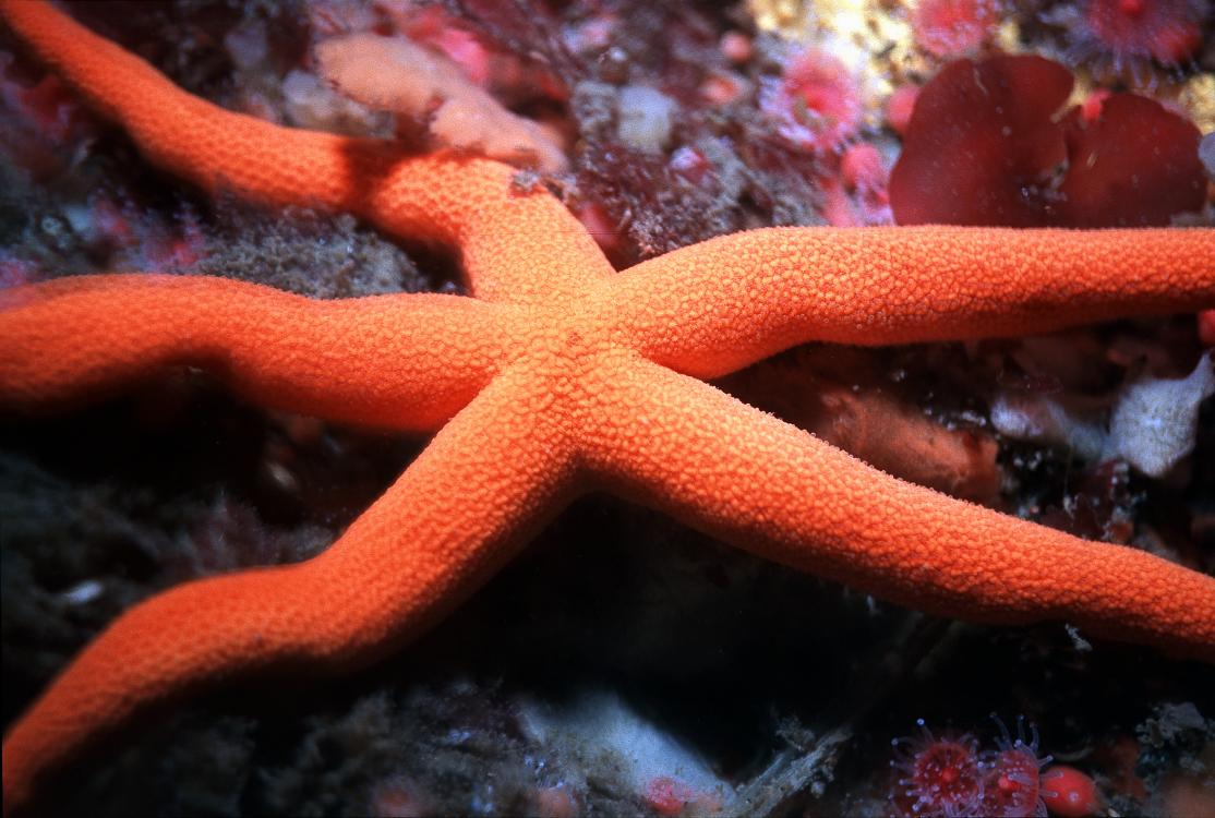 Bizarre starfish types