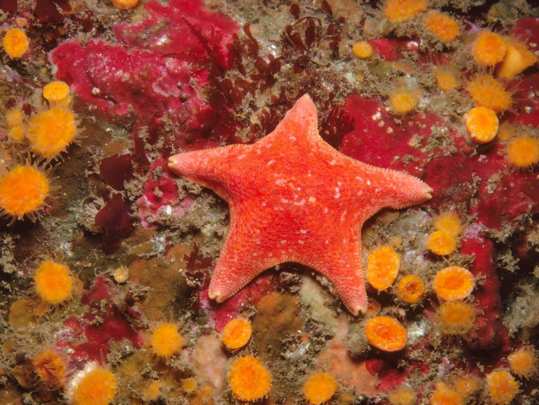 Rare different types of starfish