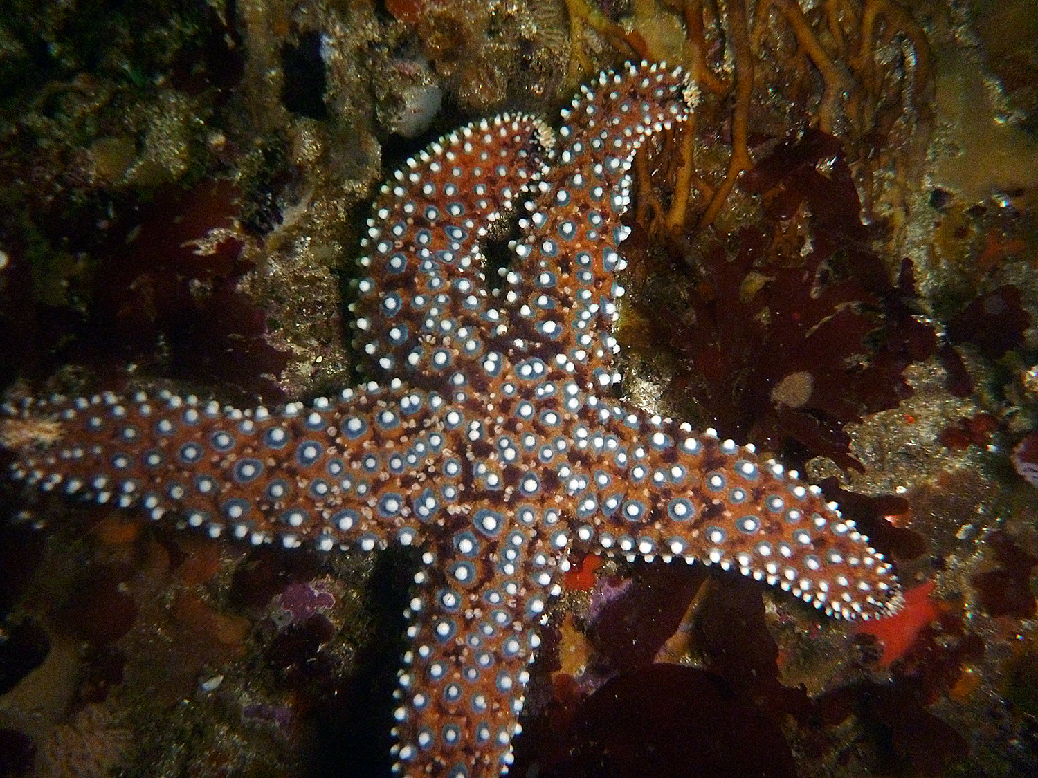 Starfish awesome types