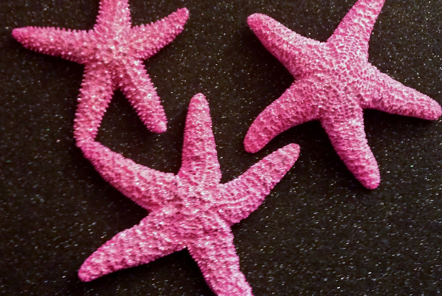 Surprising different types of starfish
