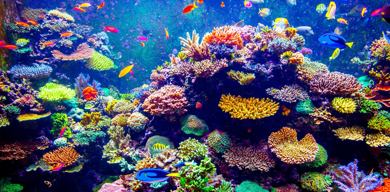 Importance of protecting coral reefs