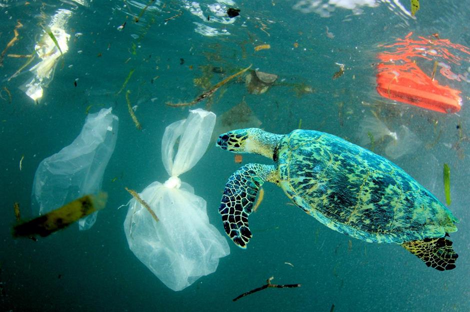 Terrifying facts about plastics in the ocean