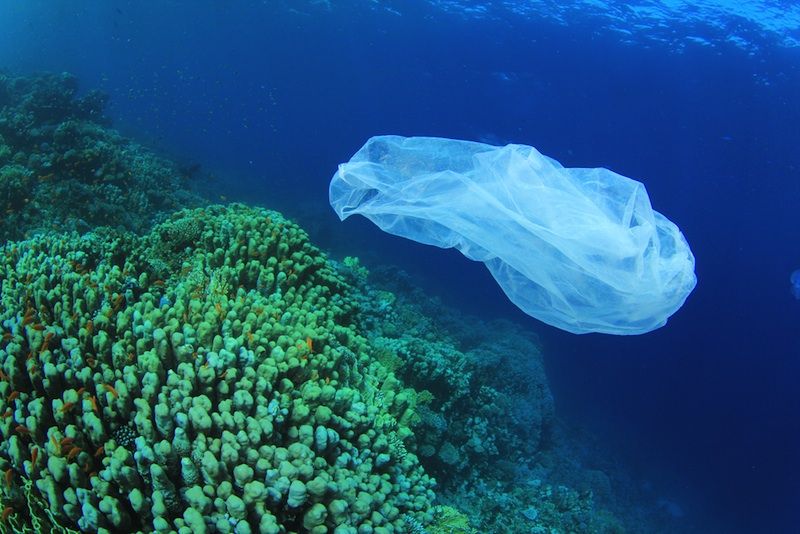 Effects of ocean plastics