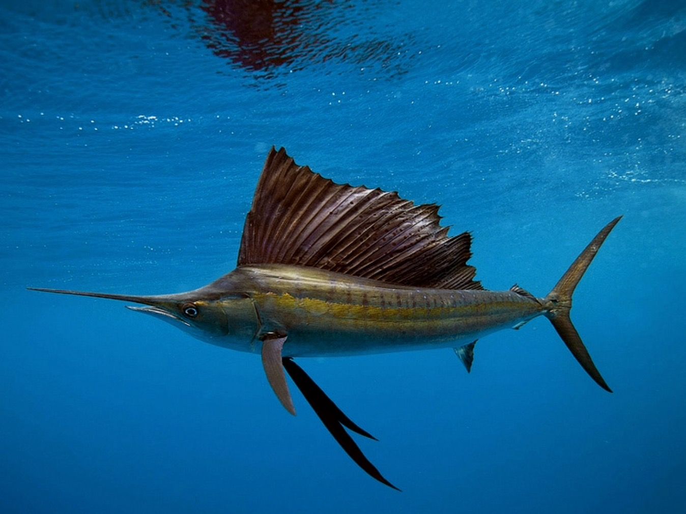 Amazing fastest fish in the sea