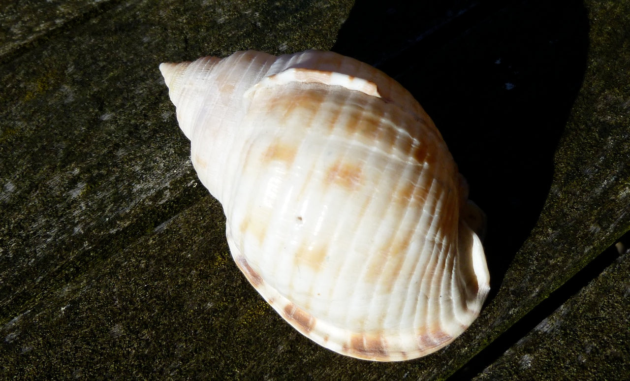 Rarest sea shells