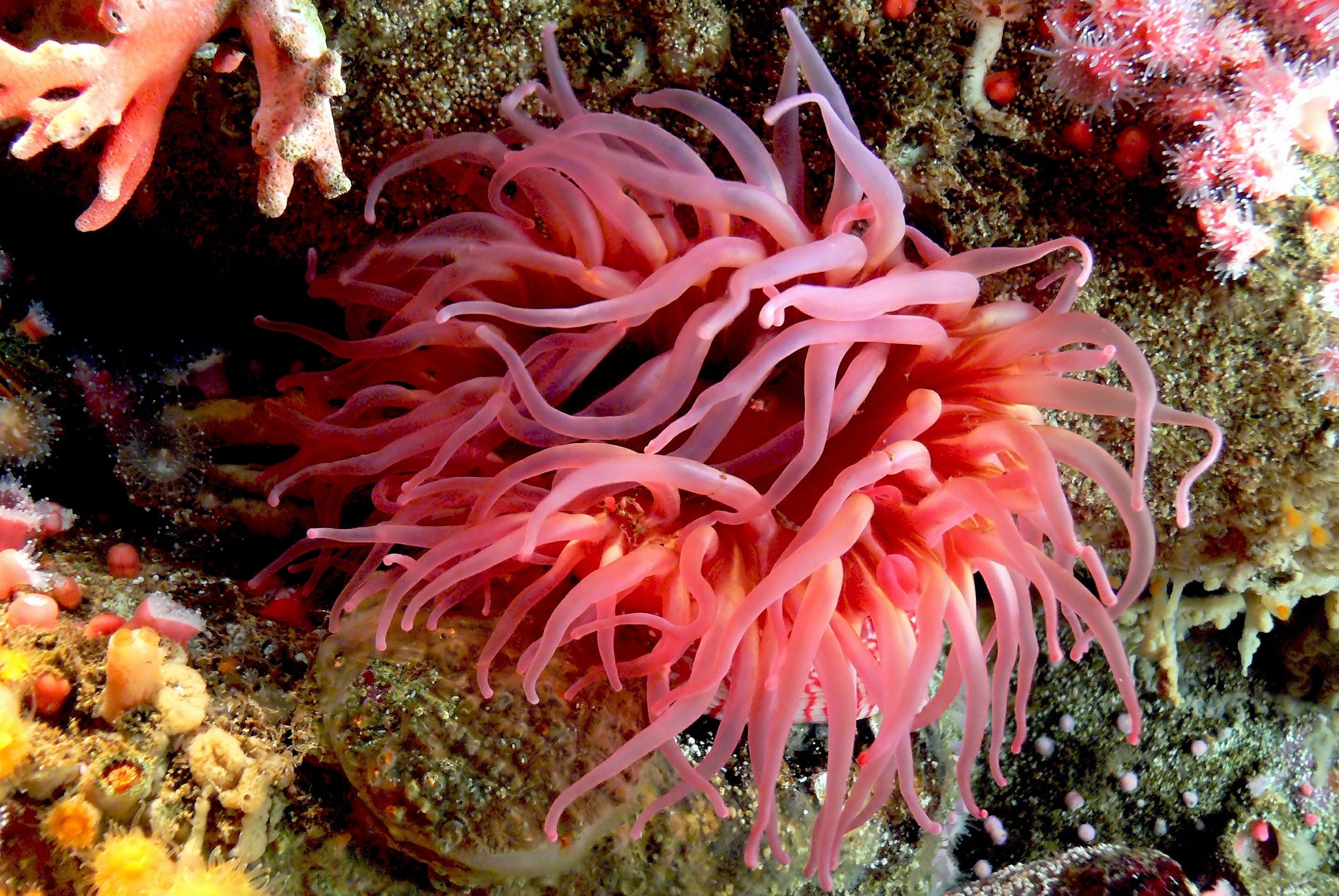 Beautiful sea creatures types