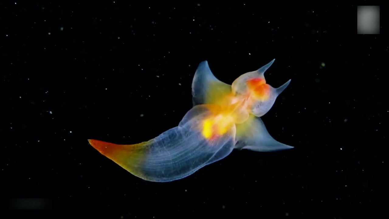 Cute and weird sea animals