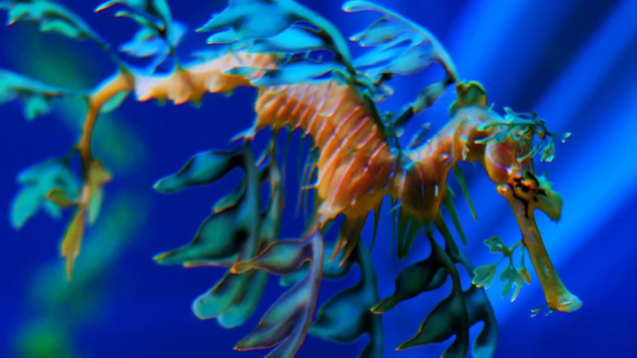 Types of seahorses found in the ocean