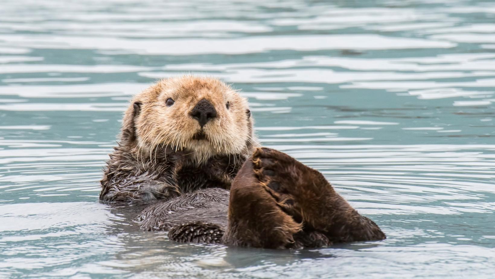 Cool sea animals everyone adore - Sea otter