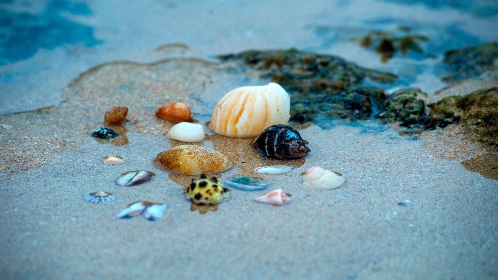 Everything about seashells