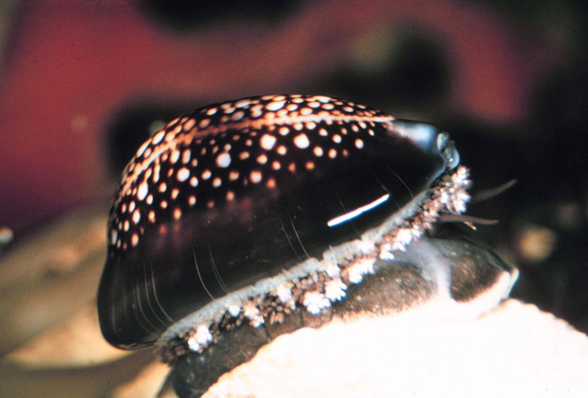 Rare types of cowrie shells