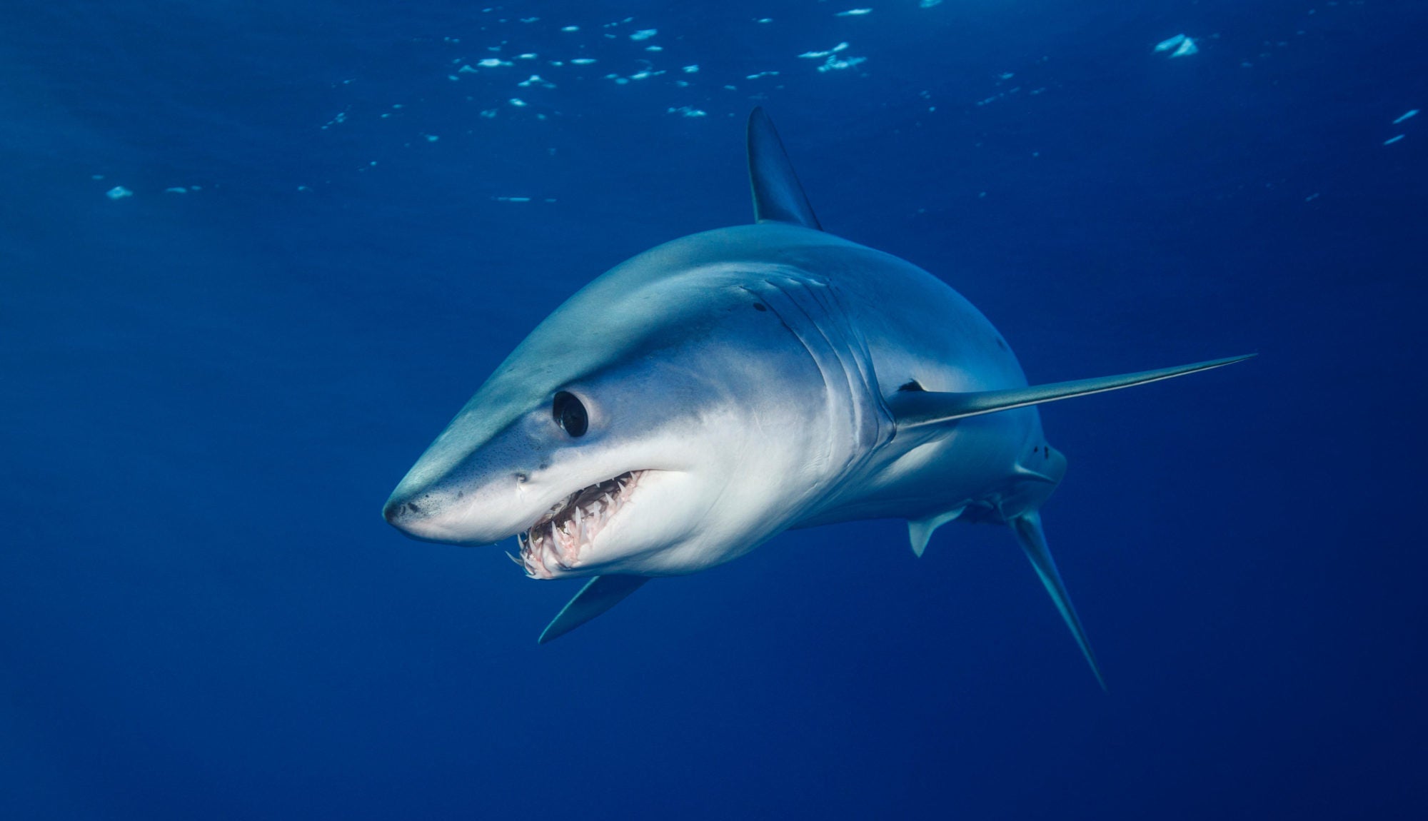 How fast do sharks swims