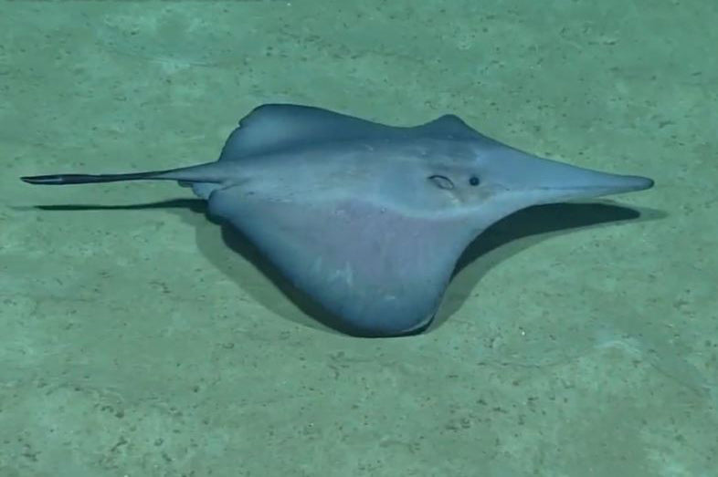 Unique sting ray types