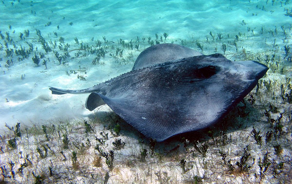 Manta ray types