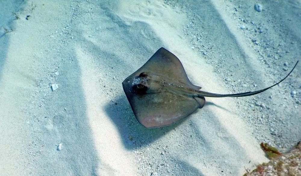 Common types of sting rays
