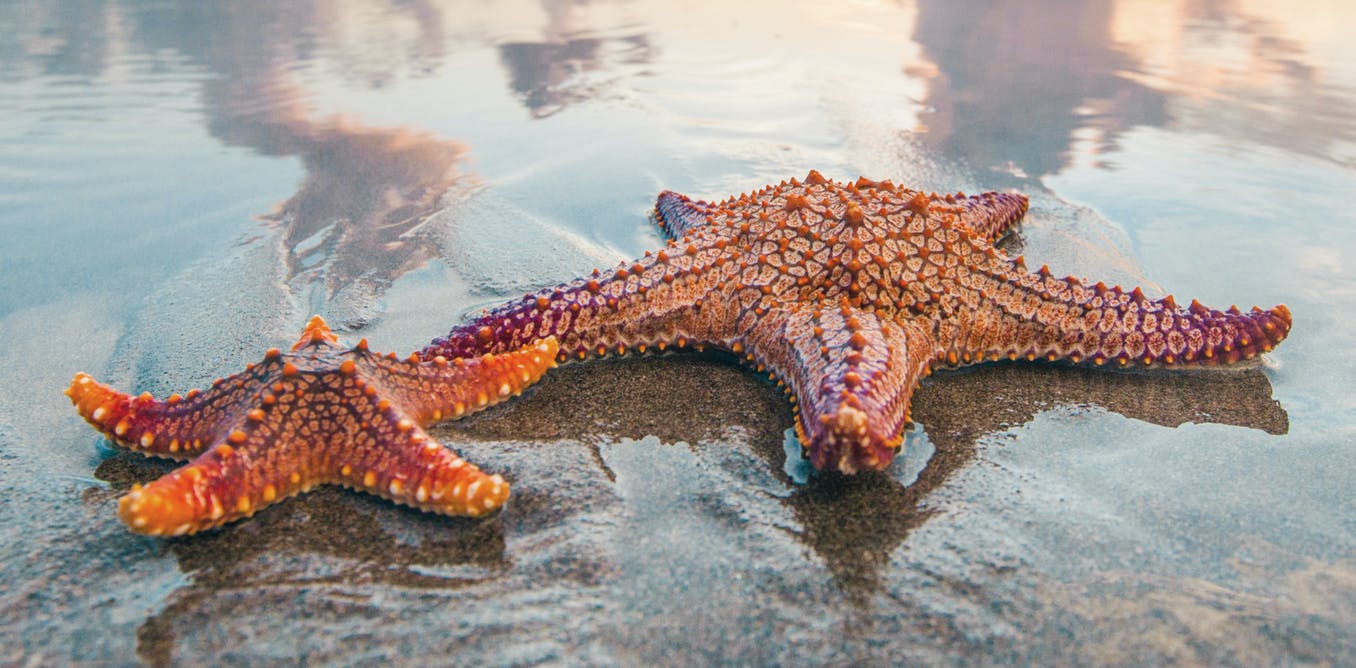 Interesting symbolism of starfish necklace