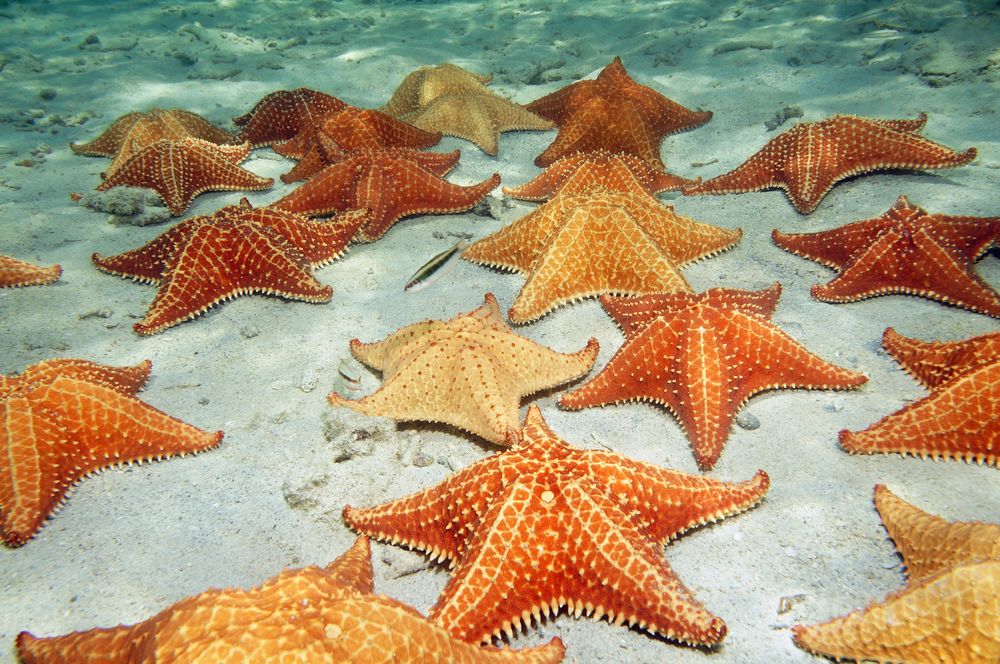 Can you call starfish a fish