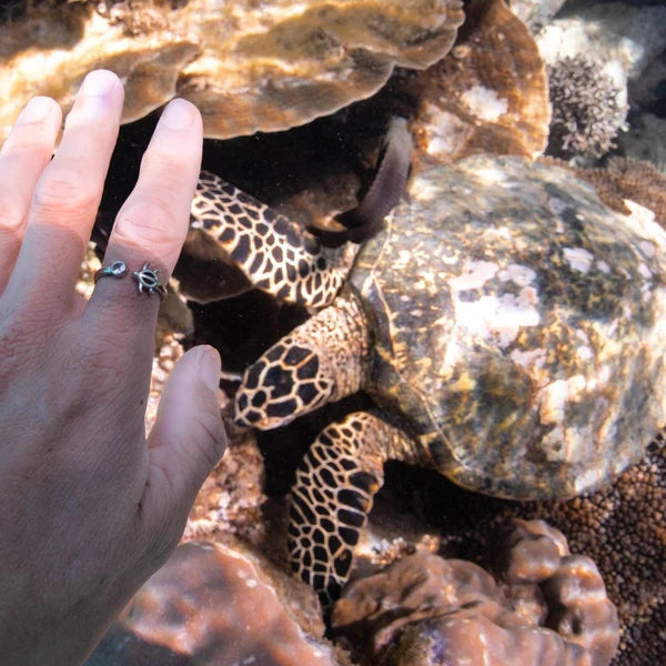 Sweet sea turtle gifts