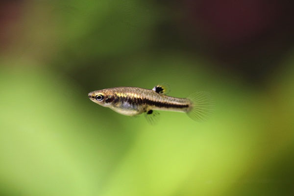 Interesting smallest fishes in the ocean