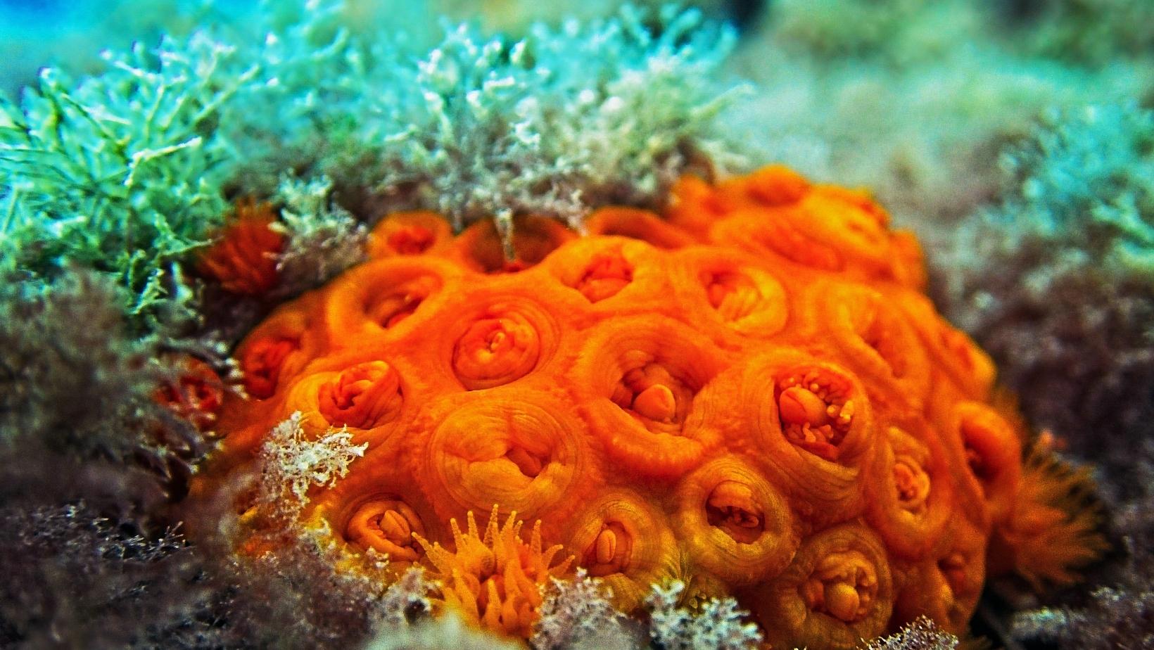 Colorful underwater plants you should know