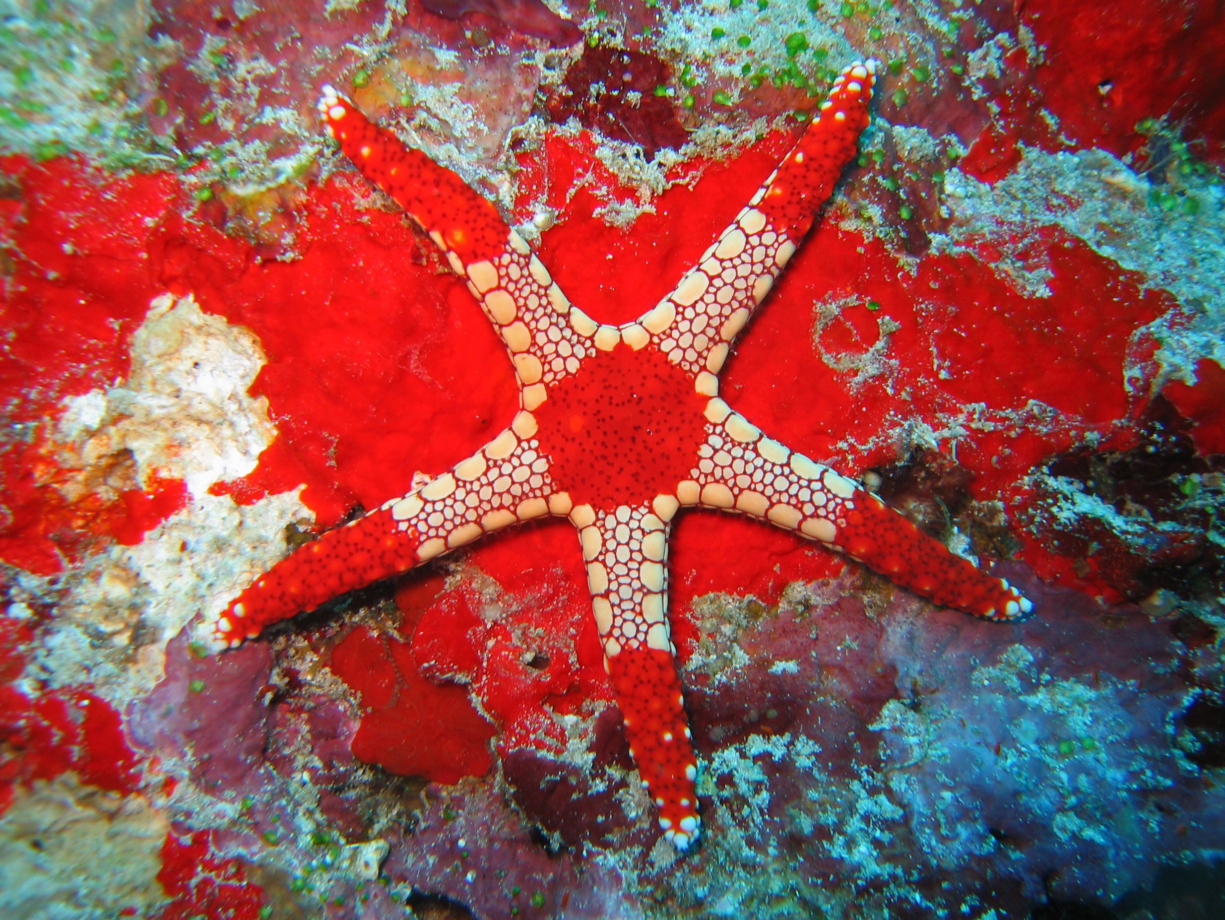 Types of different beautiful starfish