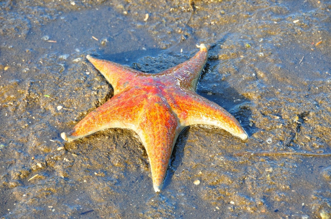 Awesome types of different starfish