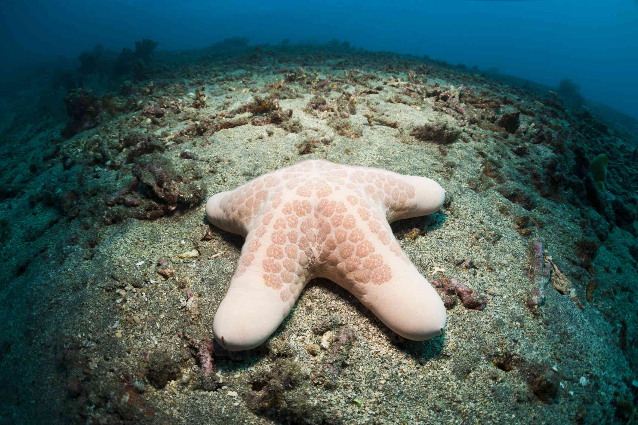 Beautiful types of starfish