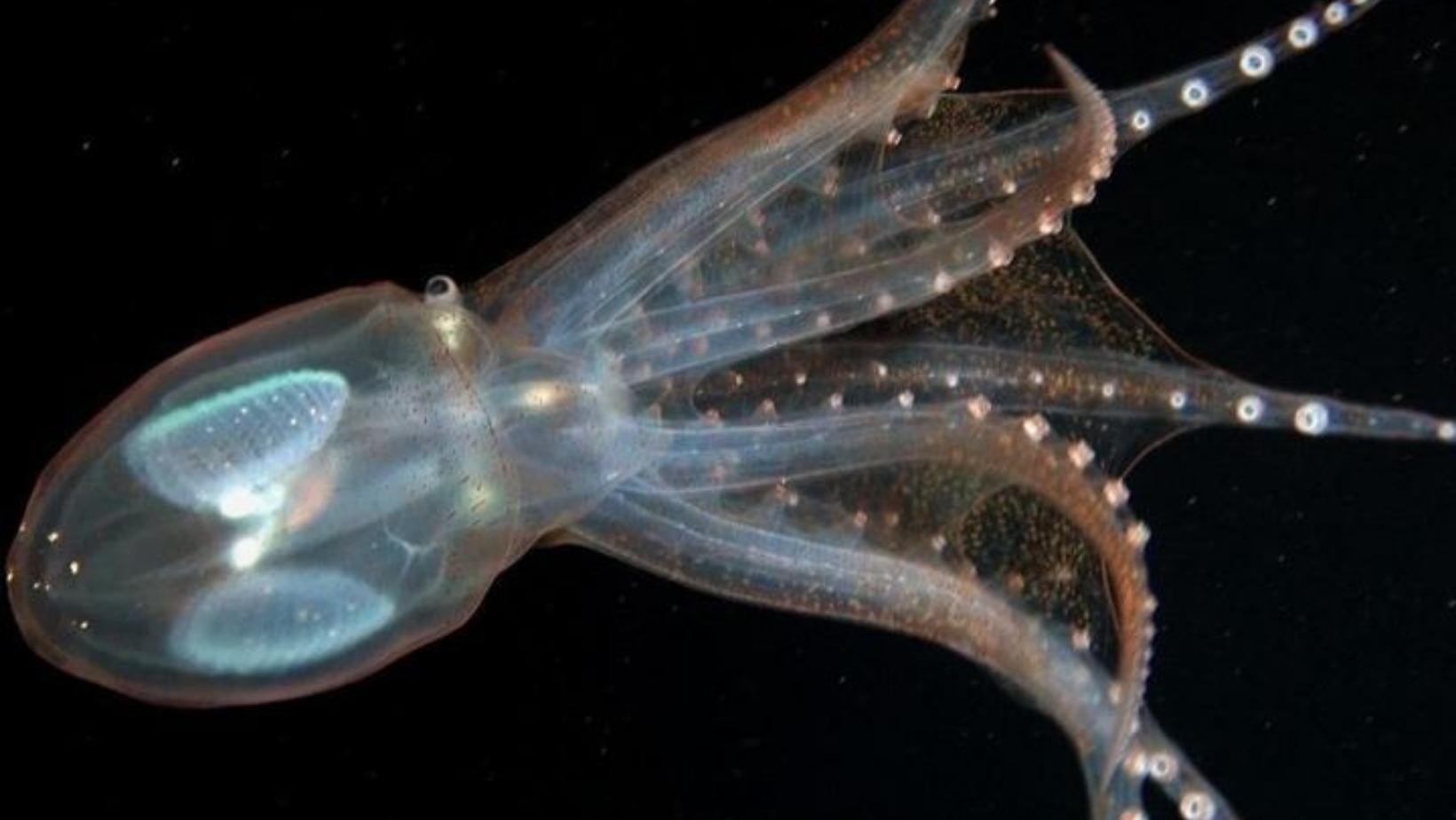 Lovely mariana trench animals