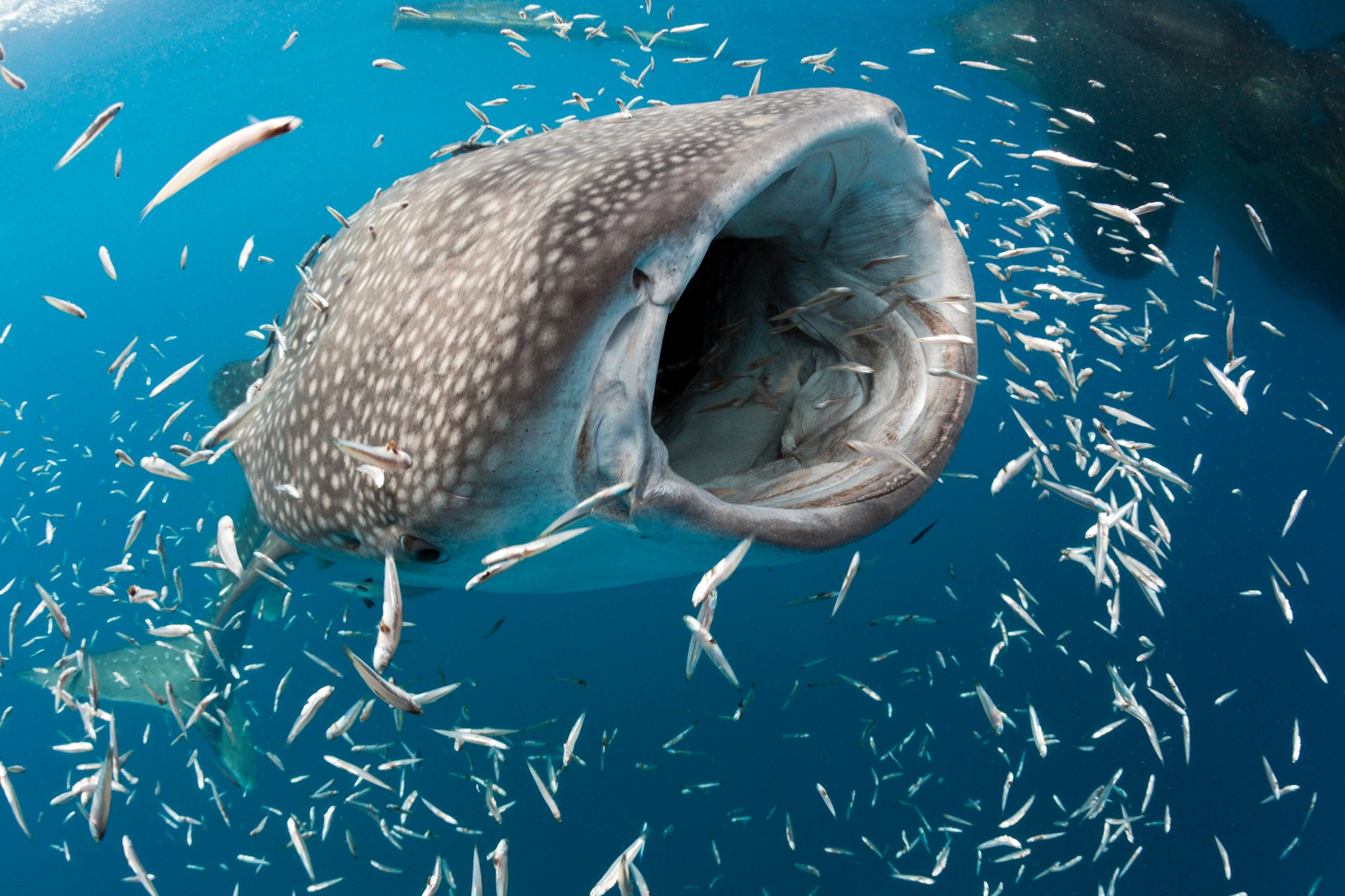 Biggest fish existing in the ocean