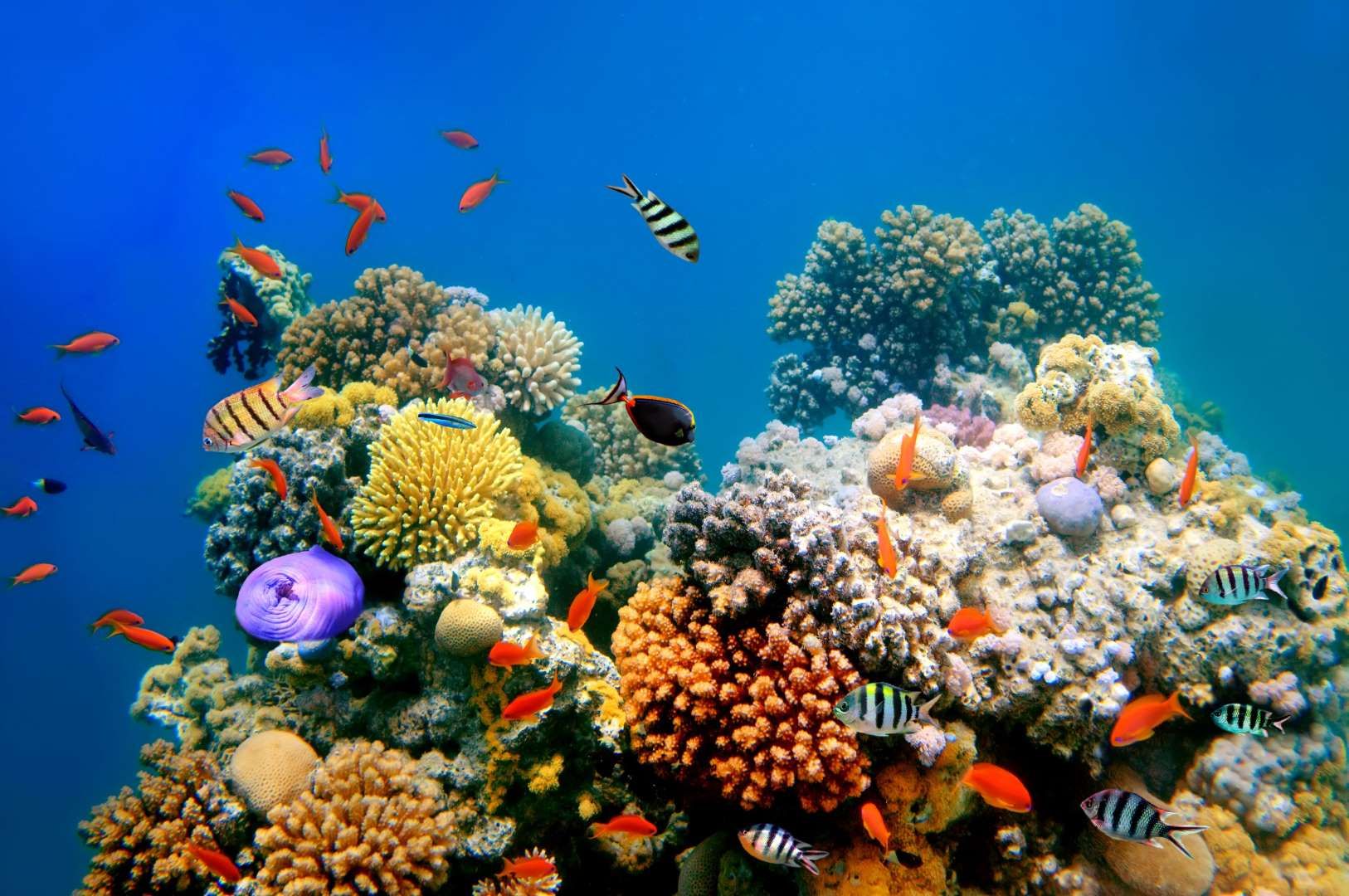 Awesome corals in the world