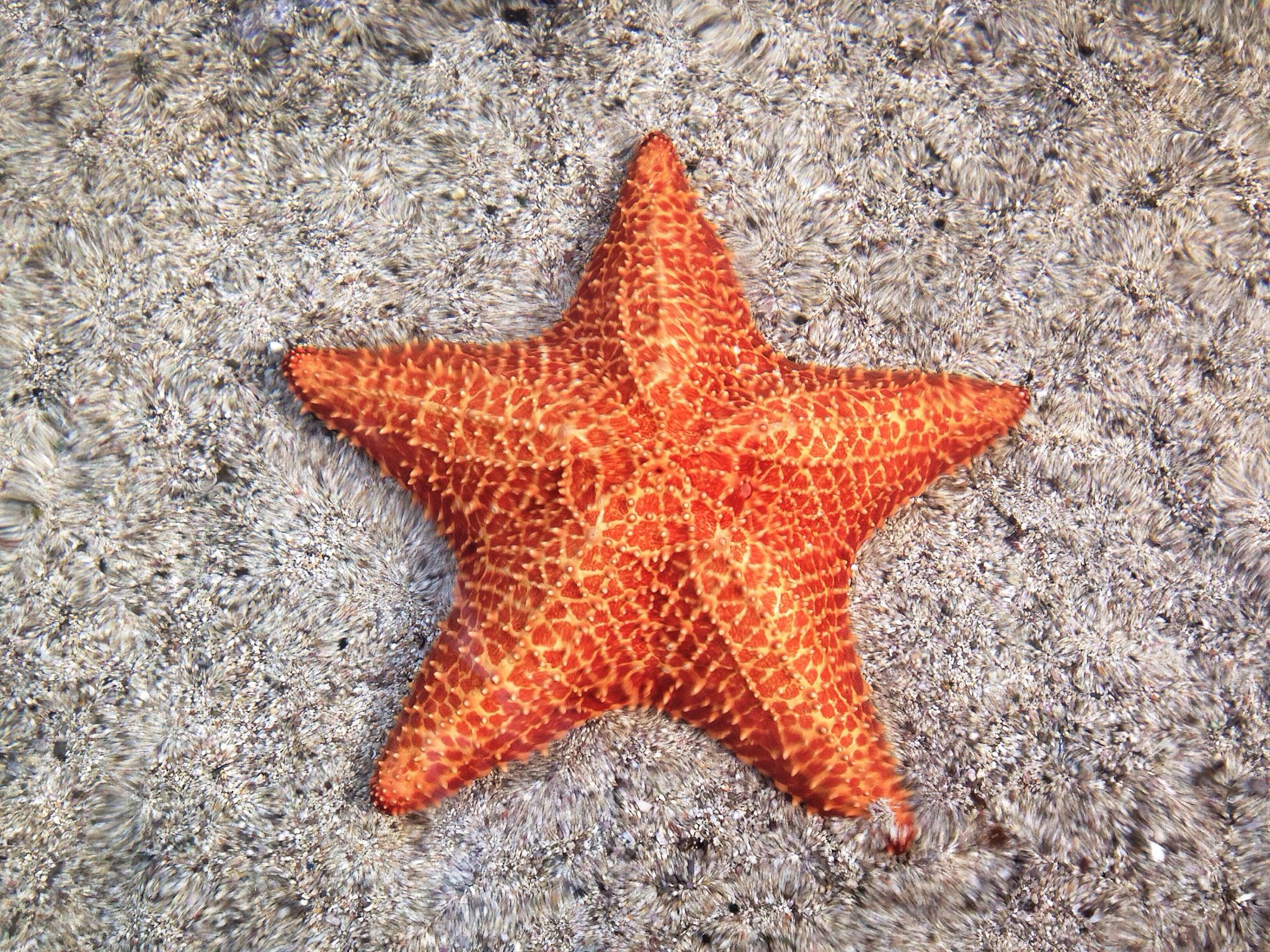 Sea stars reproduction cycle