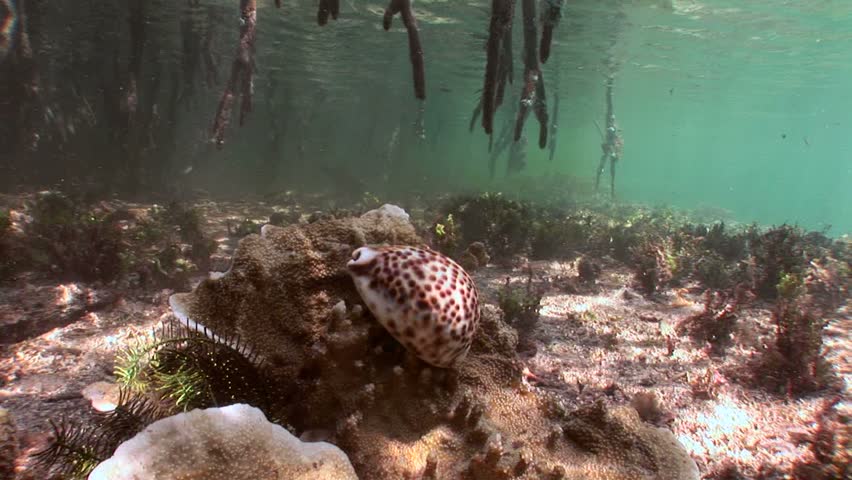 Different types of cowrie shells