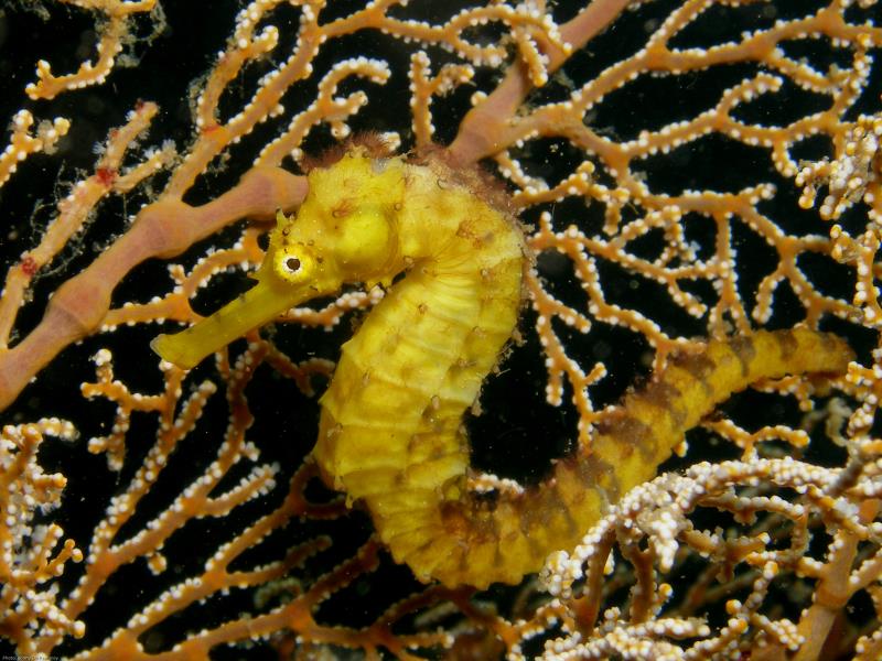 Surprising types of seahorse