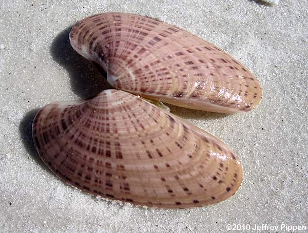 Seashells that are hard to find