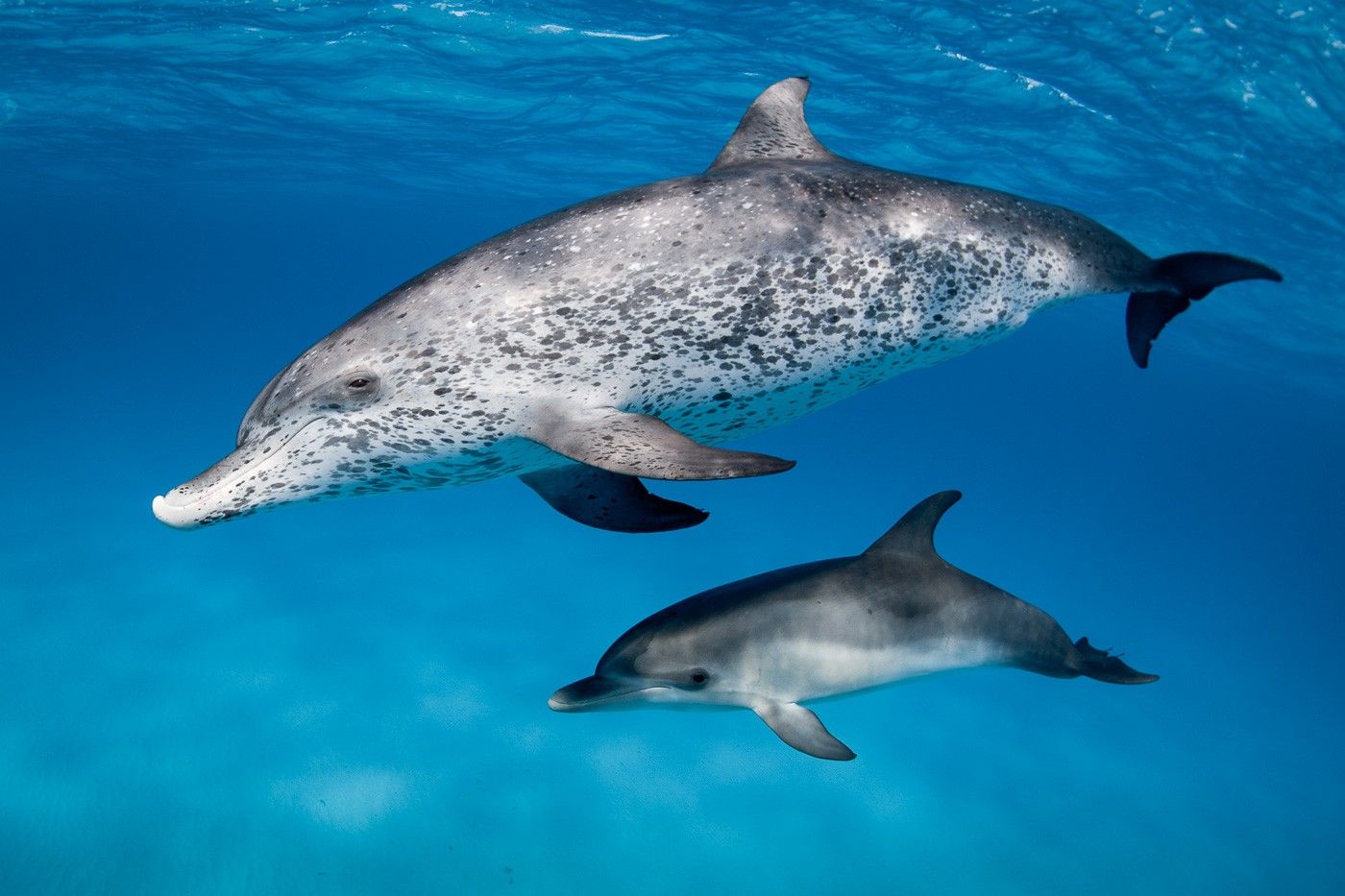 Fascinating types of dolphins