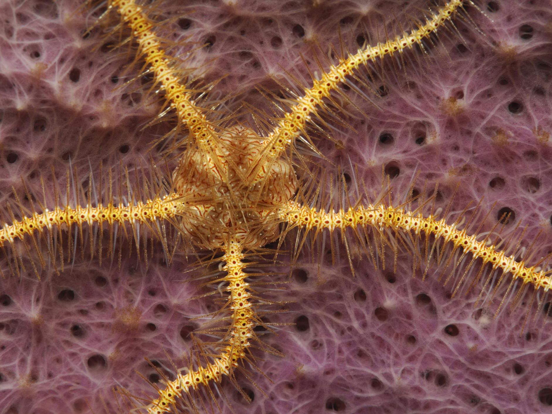 Starfish unusual types 