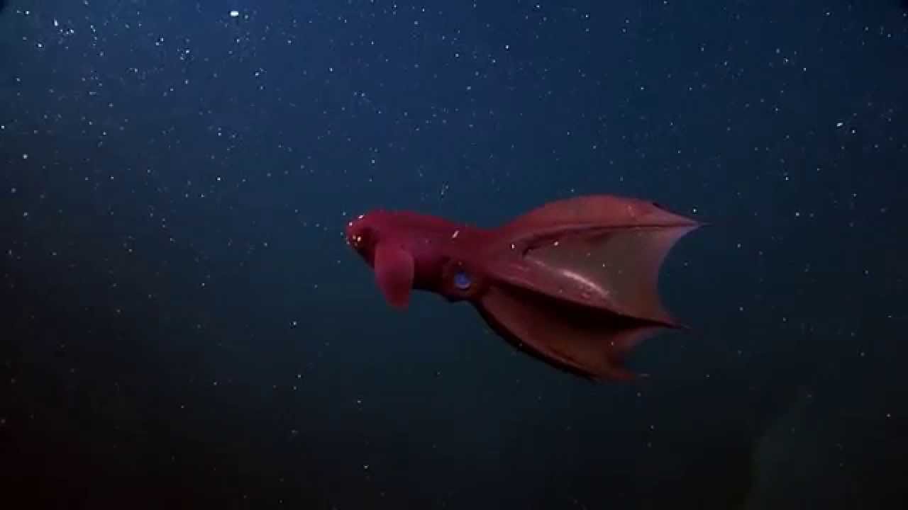 Interestingly unique sea animals